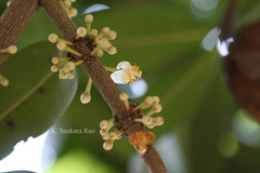 Ochrocarpos longifolius